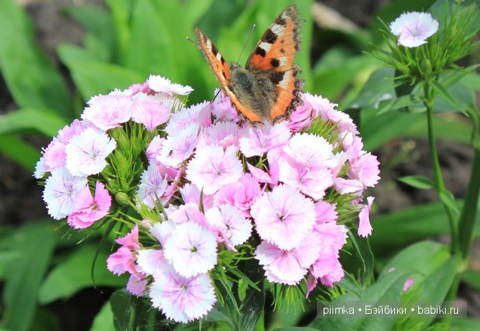 Заходите в наш сад. Дубль 2 | Бэйбики Заходите в наш сад. Дубль 2