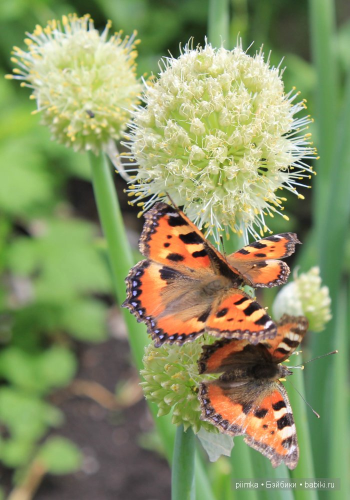 Заходите в наш сад. Дубль 2 | Бэйбики Заходите в наш сад. Дубль 2