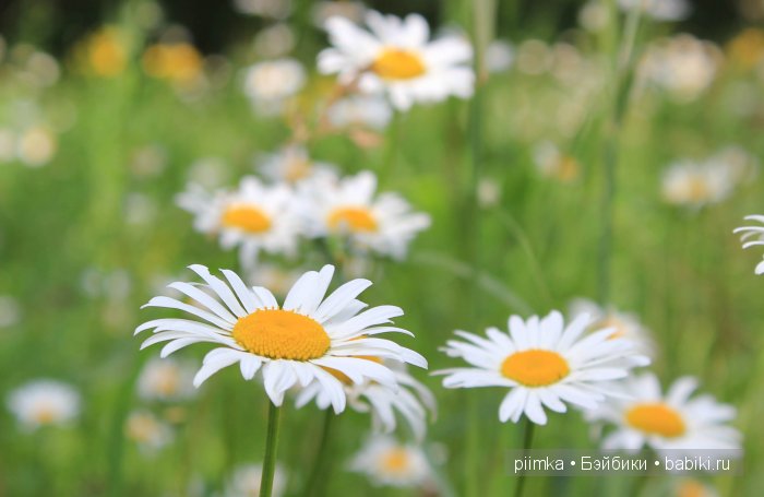 Заходите в наш сад. Дубль 2 | Бэйбики Заходите в наш сад. Дубль 2
