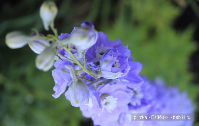 Заходите в наш сад. Дубль 2 | Бэйбики Заходите в наш сад. Дубль 2