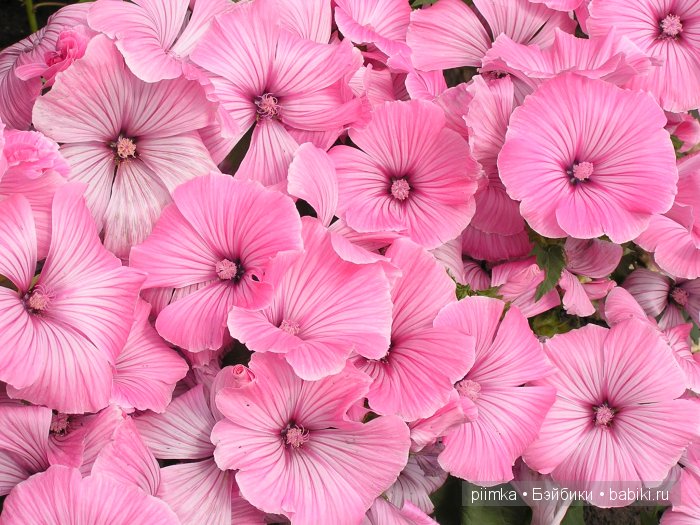 Заходите в наш сад. Дубль 1 | Бэйбики Заходите в наш сад. Дубль 1