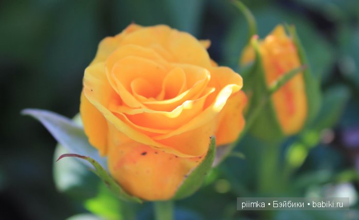 Заходите в наш сад. Дубль 2 | Бэйбики Заходите в наш сад. Дубль 2