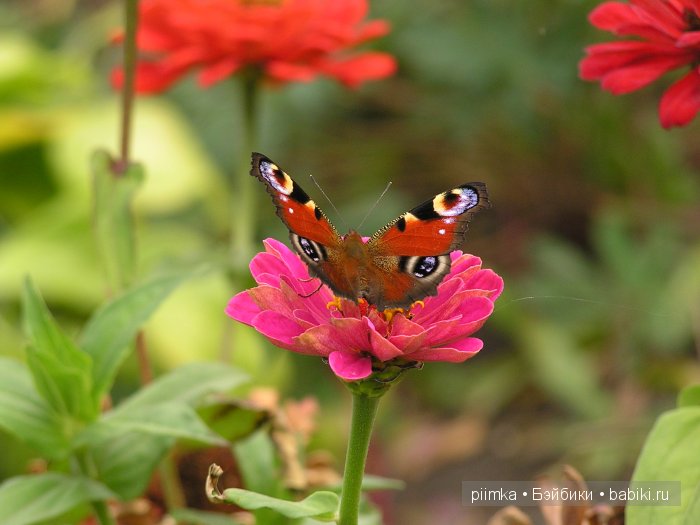 Заходите в наш сад. Дубль 1 | Бэйбики Заходите в наш сад. Дубль 1