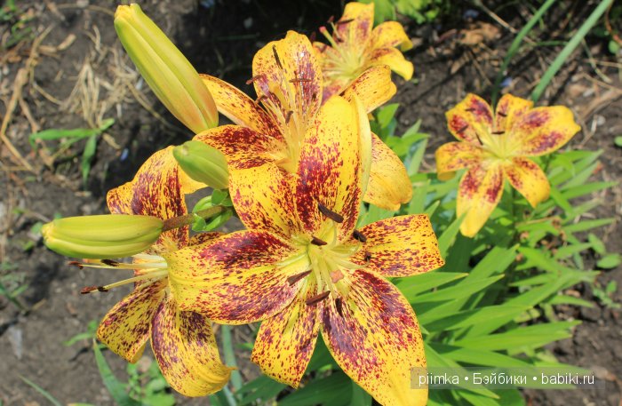 Заходите в наш сад. Дубль 1 | Бэйбики Заходите в наш сад. Дубль 1