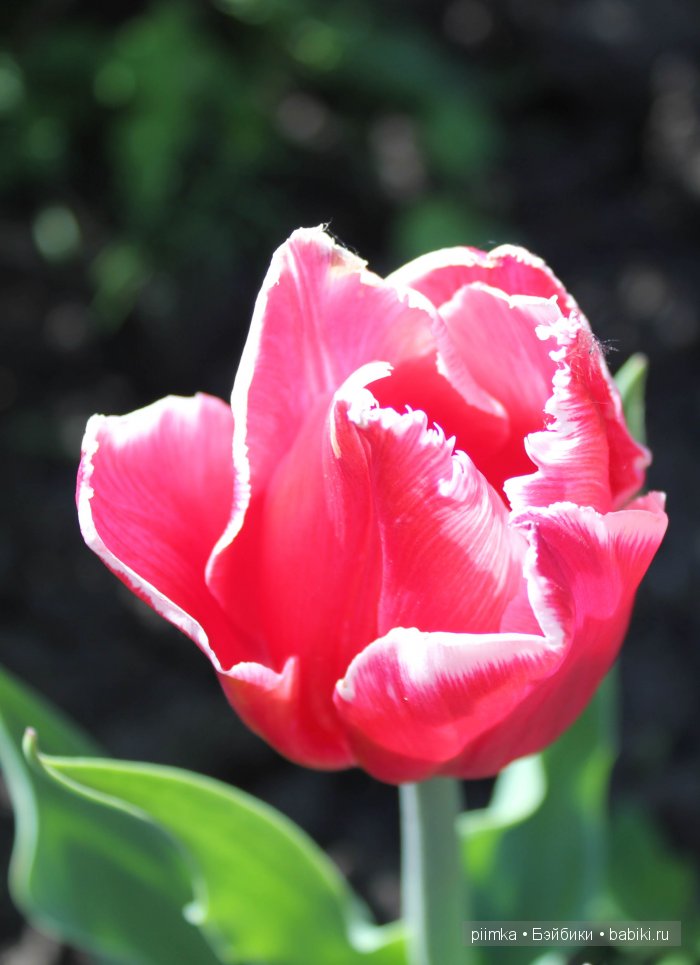 Заходите в наш сад. Дубль 2 | Бэйбики Заходите в наш сад. Дубль 2