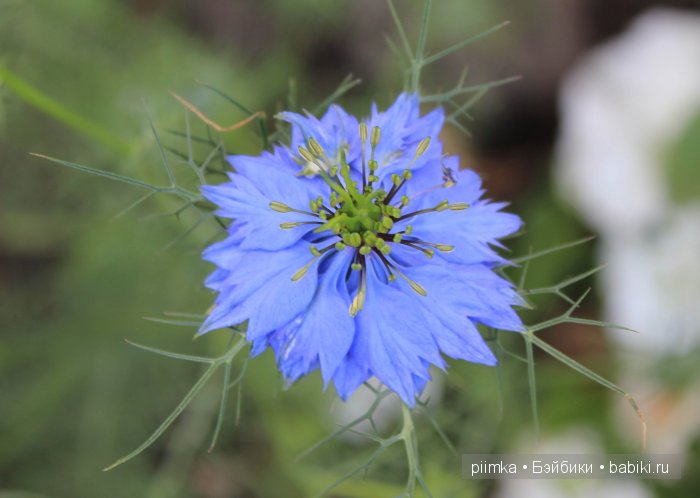 Заходите в наш сад. Дубль 2 | Бэйбики Заходите в наш сад. Дубль 2