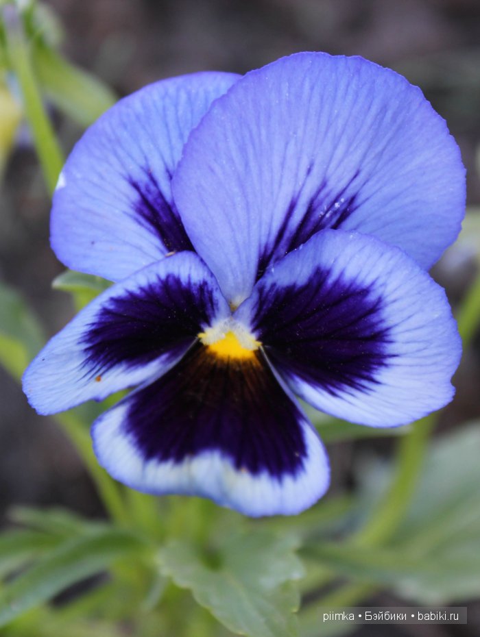 Заходите в наш сад. Дубль 2 | Бэйбики Заходите в наш сад. Дубль 2