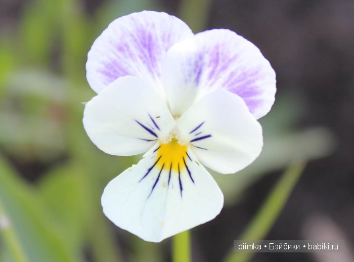 Заходите в наш сад. Дубль 2 | Бэйбики Заходите в наш сад. Дубль 2