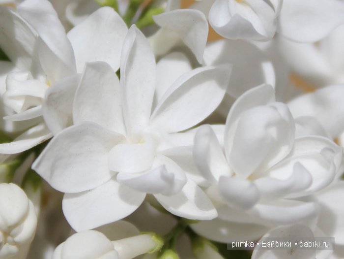 Заходите в наш сад. Дубль 2 | Бэйбики Заходите в наш сад. Дубль 2 (фото 9)