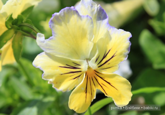 Заходите в наш сад. Дубль 2 | Бэйбики Заходите в наш сад. Дубль 2 (фото 2)