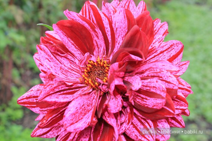 Заходите в наш сад. Дубль 2 | Бэйбики Заходите в наш сад. Дубль 2 (фото 8)