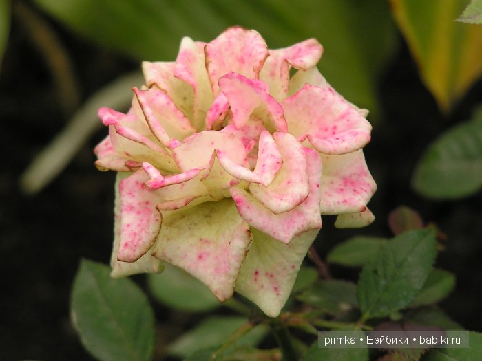 Заходите в наш сад. Дубль 1 | Бэйбики Заходите в наш сад. Дубль 1