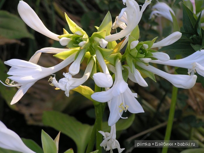 Заходите в наш сад. Дубль 1 | Бэйбики Заходите в наш сад. Дубль 1 (фото 10)