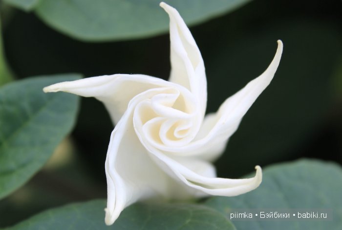 Заходите в наш сад. Дубль 1 | Бэйбики Заходите в наш сад. Дубль 1