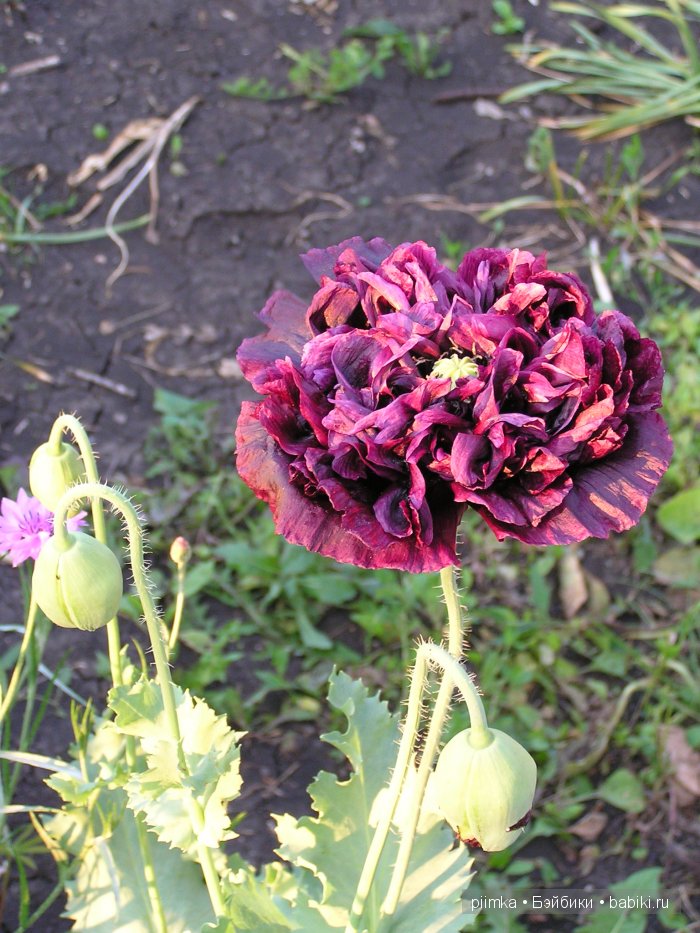 Заходите в наш сад. Дубль 1 | Бэйбики Заходите в наш сад. Дубль 1 (фото 9)