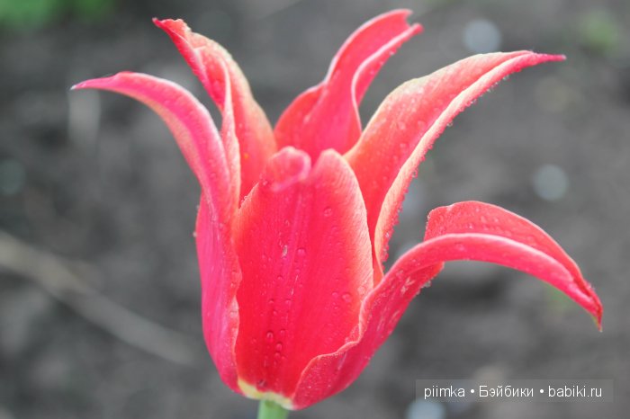 Заходите в наш сад. Дубль 1 | Бэйбики Заходите в наш сад. Дубль 1