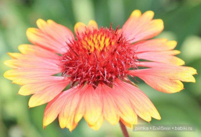 Заходите в наш сад. Дубль 1 | Бэйбики Заходите в наш сад. Дубль 1