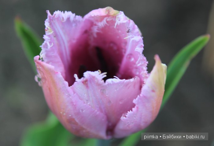 Заходите в наш сад. Дубль 1 | Бэйбики Заходите в наш сад. Дубль 1