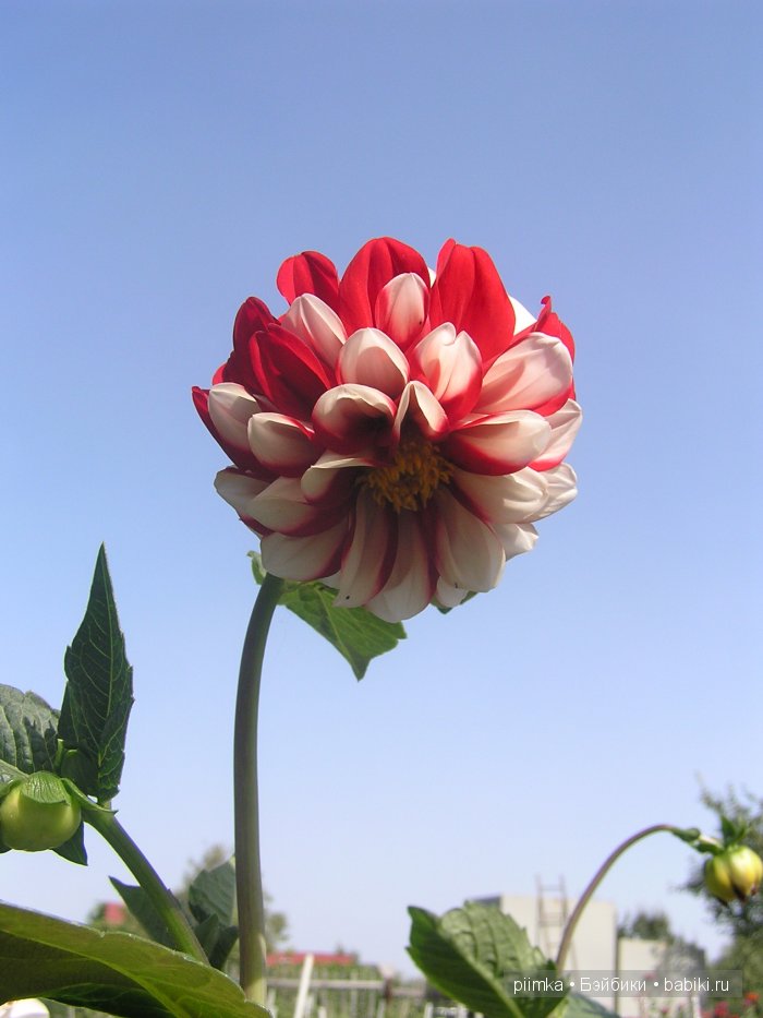 Заходите в наш сад. Дубль 1 | Бэйбики Заходите в наш сад. Дубль 1 (фото 8)