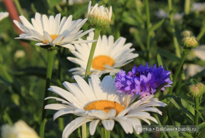 Заходите в наш сад. Дубль 2 | Бэйбики Заходите в наш сад. Дубль 2