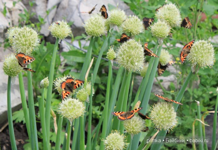 Заходите в наш сад. Дубль 2 | Бэйбики Заходите в наш сад. Дубль 2