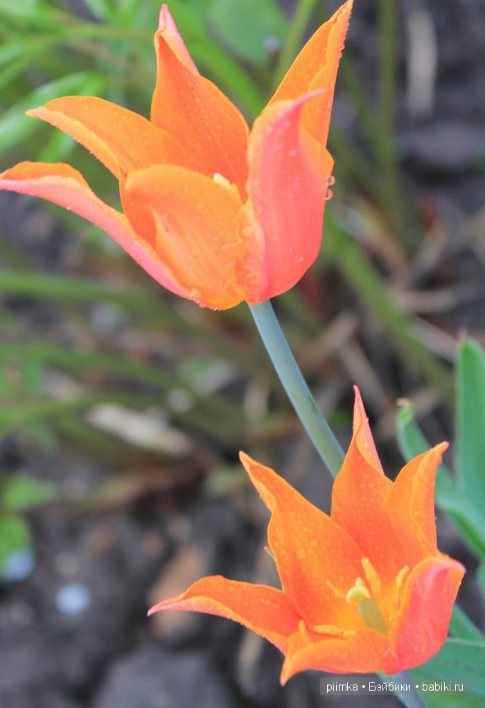 Заходите в наш сад. Дубль 1 | Бэйбики Заходите в наш сад. Дубль 1