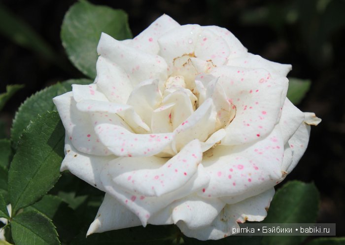 Заходите в наш сад. Дубль 2 | Бэйбики Заходите в наш сад. Дубль 2 (фото 5)