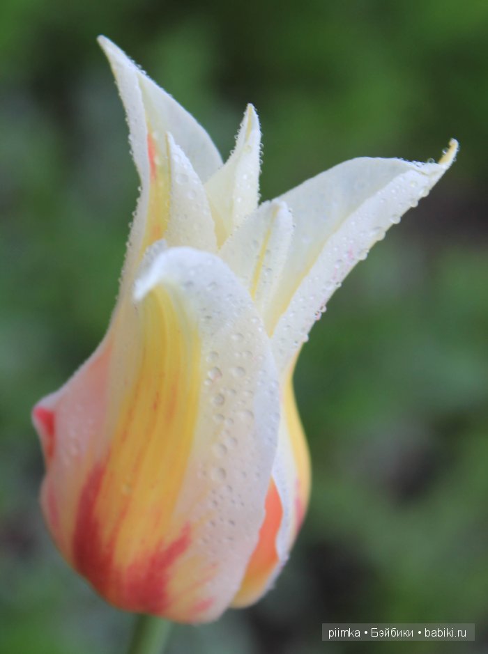 Заходите в наш сад. Дубль 1 | Бэйбики Заходите в наш сад. Дубль 1