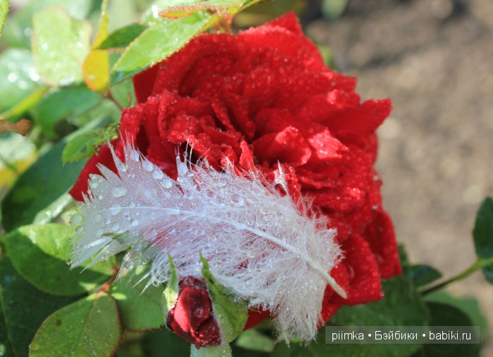 Заходите в наш сад. Дубль 2 | Бэйбики Заходите в наш сад. Дубль 2 (фото 6)