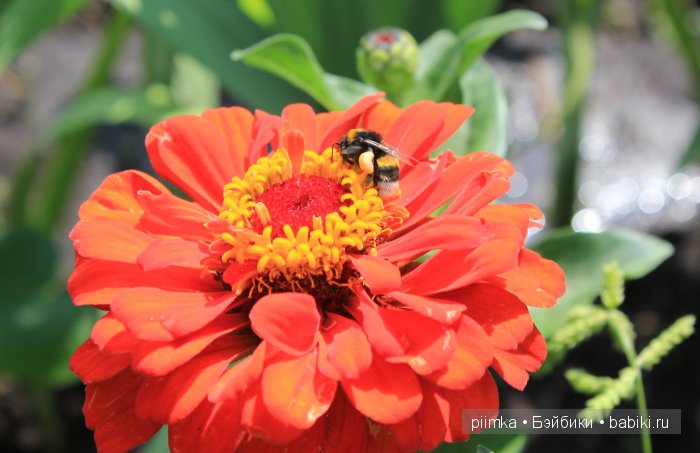 Заходите в наш сад. Дубль 2 | Бэйбики Заходите в наш сад. Дубль 2 (фото 4)