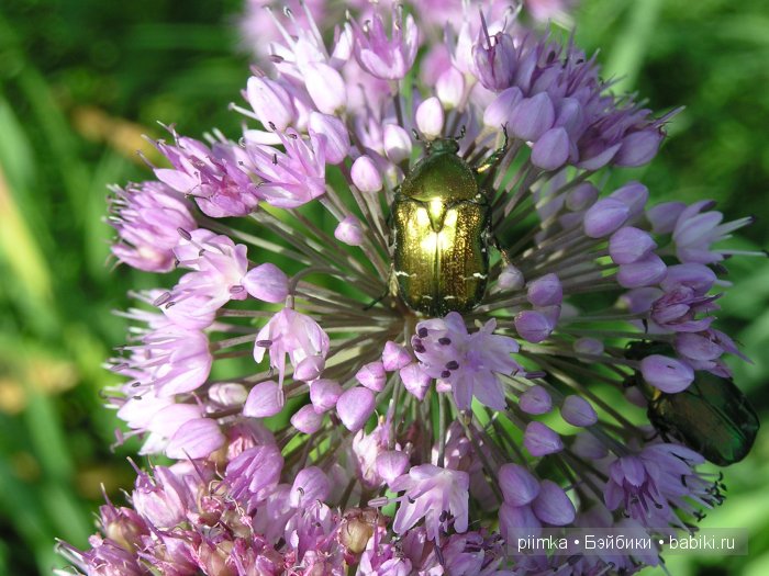 Заходите в наш сад. Дубль 1 | Бэйбики Заходите в наш сад. Дубль 1 (фото 7)
