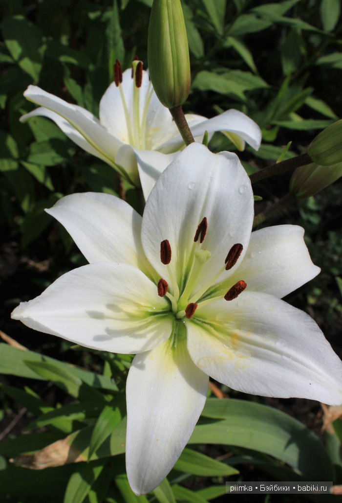 Заходите в наш сад. Дубль 2 | Бэйбики Заходите в наш сад. Дубль 2