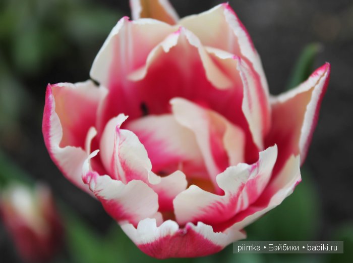 Заходите в наш сад. Дубль 2 | Бэйбики Заходите в наш сад. Дубль 2 (фото 10)