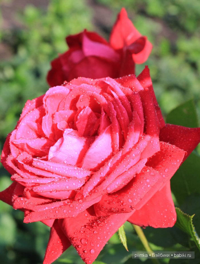 Заходите в наш сад. Дубль 2 | Бэйбики Заходите в наш сад. Дубль 2