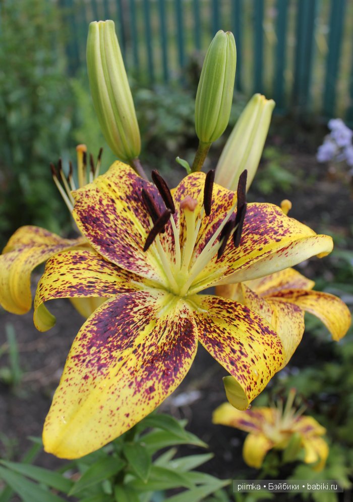 Заходите в наш сад. Дубль 1 | Бэйбики Заходите в наш сад. Дубль 1