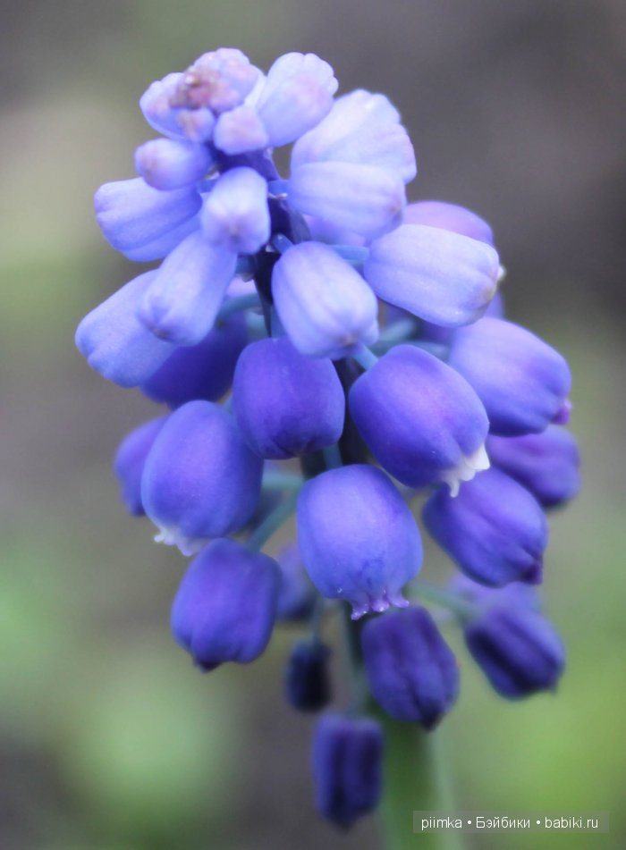 Заходите в наш сад. Дубль 2 | Бэйбики Заходите в наш сад. Дубль 2