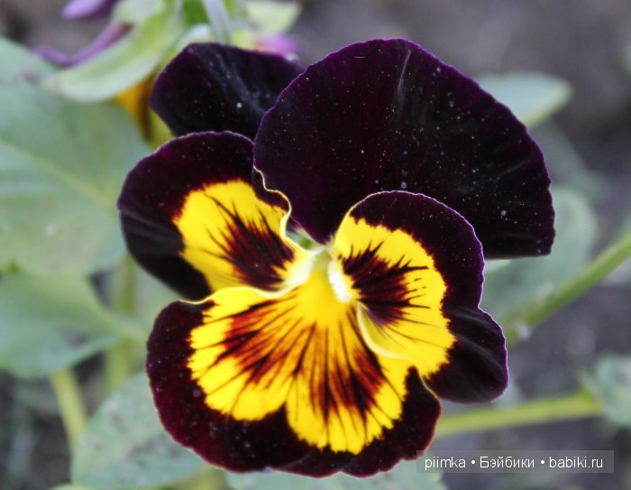 Заходите в наш сад. Дубль 2 | Бэйбики Заходите в наш сад. Дубль 2