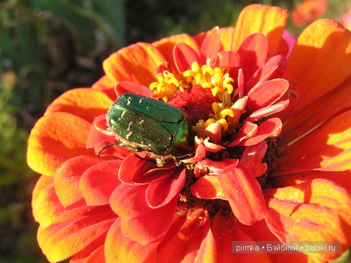 Заходите в наш сад. Дубль 1 | Бэйбики Заходите в наш сад. Дубль 1 (фото 2)