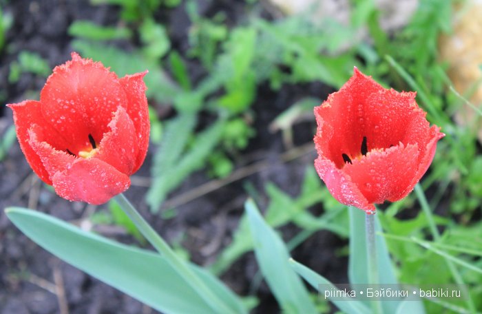 Заходите в наш сад. Дубль 1 | Бэйбики Заходите в наш сад. Дубль 1