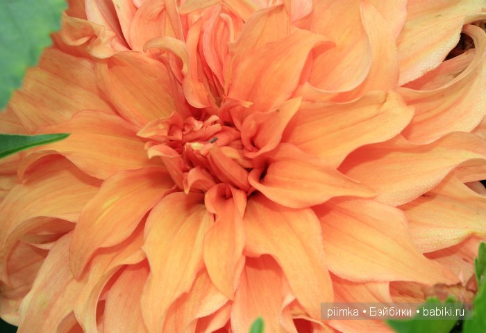 Заходите в наш сад. Дубль 2 | Бэйбики Заходите в наш сад. Дубль 2 (фото 7)