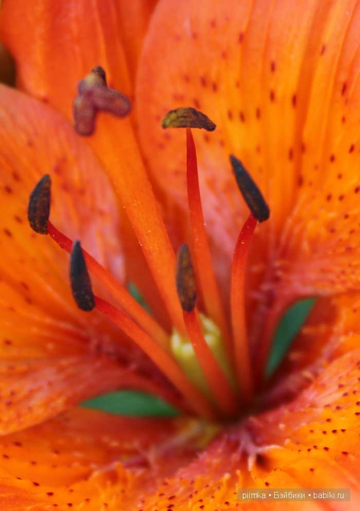 Заходите в наш сад. Дубль 2 | Бэйбики Заходите в наш сад. Дубль 2