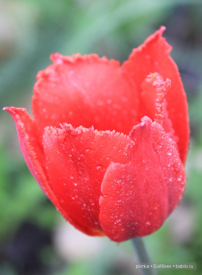 Заходите в наш сад. Дубль 1 | Бэйбики Заходите в наш сад. Дубль 1