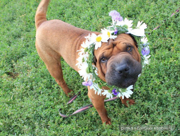 Заходите в наш сад. Дубль 2