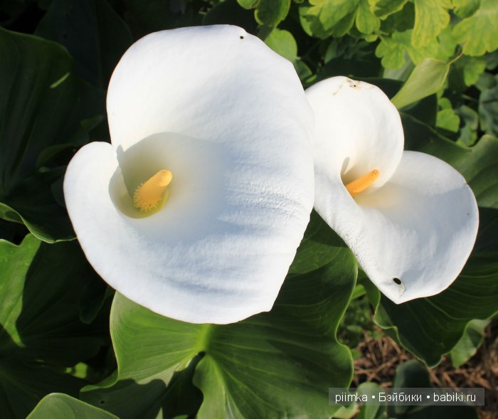 Заходите в наш сад. Дубль 1 | Бэйбики Заходите в наш сад. Дубль 1