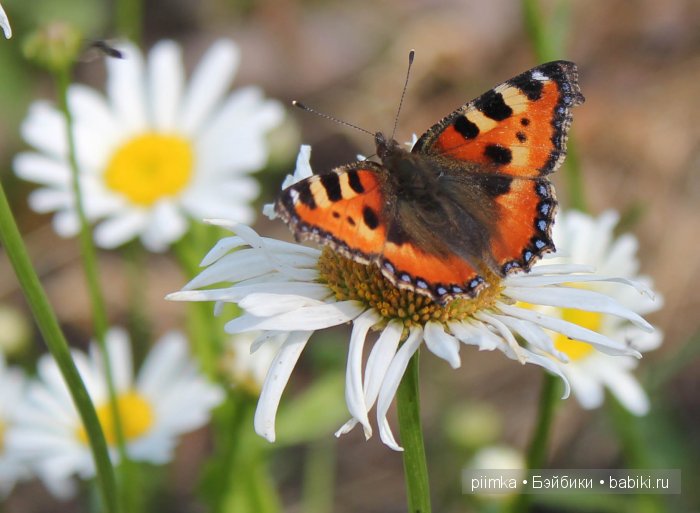 Заходите в наш сад. Дубль 2 | Бэйбики Заходите в наш сад. Дубль 2