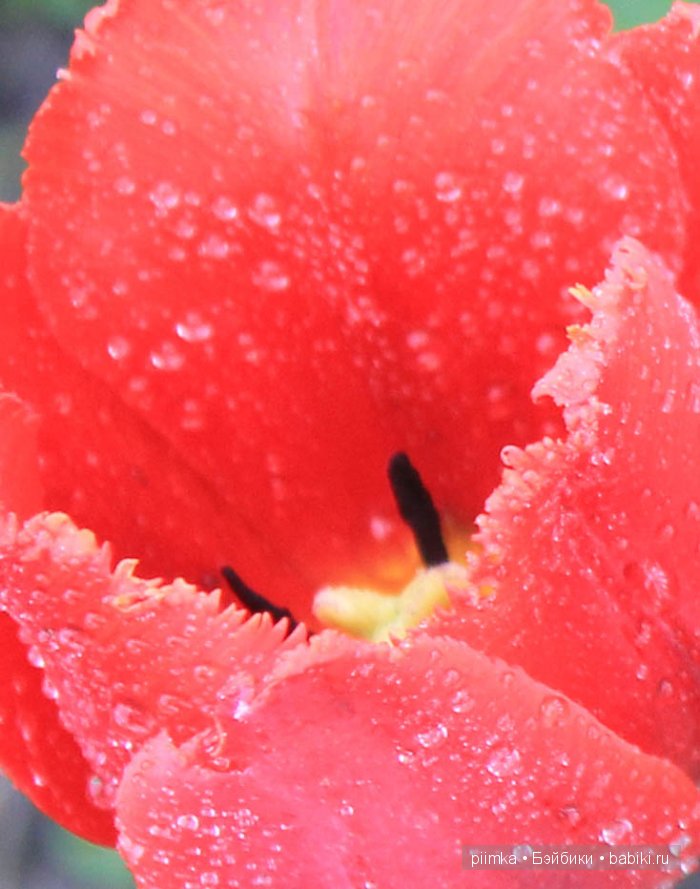 Заходите в наш сад. Дубль 1 | Бэйбики Заходите в наш сад. Дубль 1