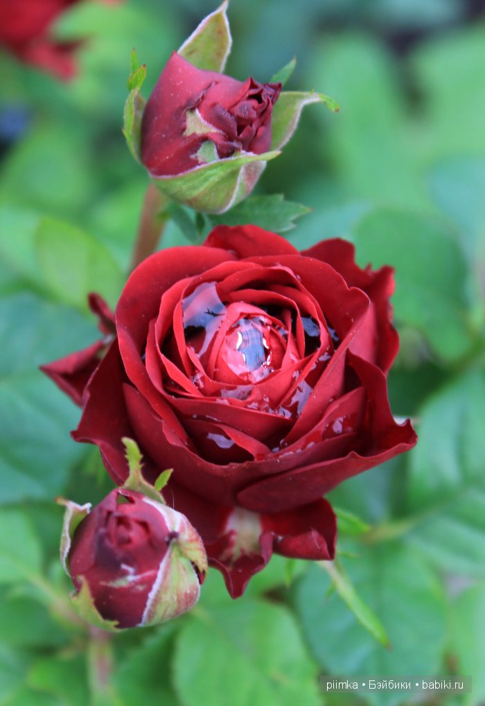 Заходите в наш сад. Дубль 2 | Бэйбики Заходите в наш сад. Дубль 2