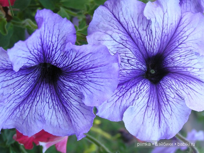 Заходите в наш сад. Дубль 1 | Бэйбики Заходите в наш сад. Дубль 1 (фото 5)