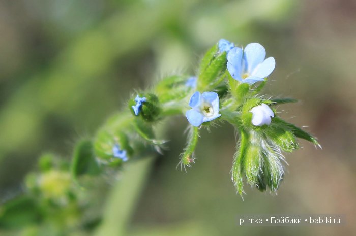 Заходите в наш сад. Дубль 2 | Бэйбики Заходите в наш сад. Дубль 2
