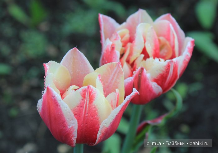 Заходите в наш сад. Дубль 1 | Бэйбики Заходите в наш сад. Дубль 1